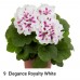 009. Пеларгония королевская Elegance Royalty White 