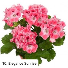 010. Пеларгония королевская Elegance Sunrise