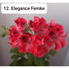 012. Пеларгония королевская Elegance Femke