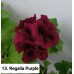 013. Пеларгония королевская Regalia Purple