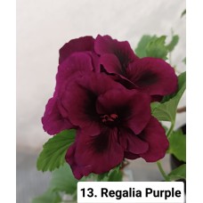 013. Пеларгония королевская Regalia Purple
