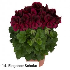 014. Пеларгония королевская Elegance Schoko