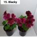015. Пеларгония королевская Blacky