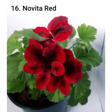 016. Пеларгония королевская Novita Red