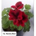 016. Пеларгония королевская Novita Red