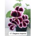 017. Пеларгония королевская Elegance Imperial