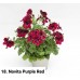 018. Пеларгония королевская Novita Purple Red