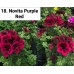 018. Пеларгония королевская Novita Purple Red