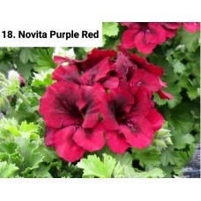 018. Пеларгония королевская Novita Purple Red