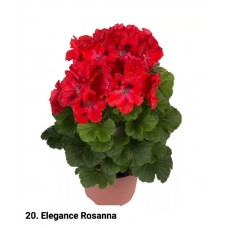 020. Пеларгония королевская Elegance Rosanna