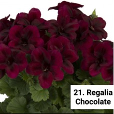 021. Пеларгония королевская Regalia Chocolate