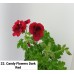 022. Пеларгония королевская Candy Flowers Dark Red