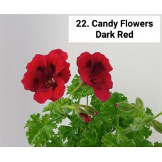 022. Пеларгония королевская Candy Flowers Dark Red