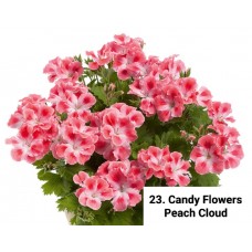 023. Пеларгония королевская Candy Flowers Peach Cloud
