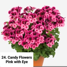 024. Пеларгония королевская Candy Flowers Pink w. Eye