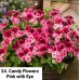 024. Пеларгония королевская Candy Flowers Pink w. Eye