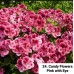 024. Пеларгония королевская Candy Flowers Pink w. Eye