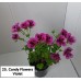 025. Пеларгония королевская Candy Flowers Violet