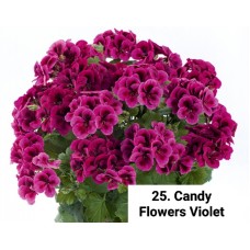 025. Пеларгония королевская Candy Flowers Violet