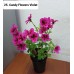 025. Пеларгония королевская Candy Flowers Violet