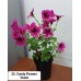 025. Пеларгония королевская Candy Flowers Violet
