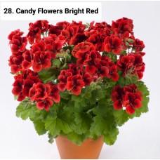 028. Пеларгония королевская Candy Flowers Bright Red