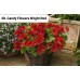 028. Пеларгония королевская Candy Flowers Bright Red