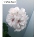 001. Пеларгония плющелистная White Pearl