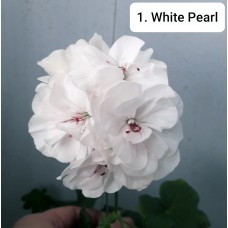 001. Пеларгония плющелистная White Pearl