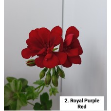 002. Пеларгония плющелистная Royal Purple Red
