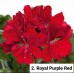 002. Пеларгония плющелистная Royal Purple Red