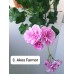 003. Пеларгония плющелистная  PAC Ako's Farmor