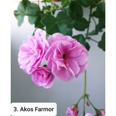 003. Пеларгония плющелистная  PAC Ako's Farmor