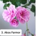 003. Пеларгония плющелистная  PAC Ako's Farmor