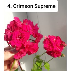 004. Пеларгония плющелистная Crimson Supreme