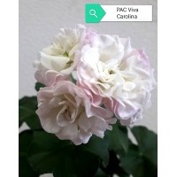 005. Пеларгония плющелистная PAC Viva Carolina