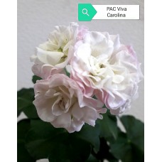 005. Пеларгония плющелистная PAC Viva Carolina