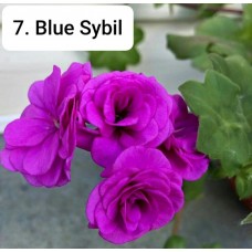 007. Пеларгония плющелистная Blue Sybil