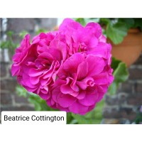 008. Пеларгония плющелистная Beatrice Cottington