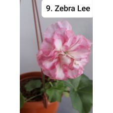 009. Пеларгония плющелистная Zeebra Lee