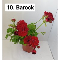 010. Пеларгония плющелистная Barock