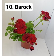 010. Пеларгония плющелистная Barock