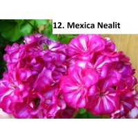 012. Пеларгония плющелистная PAC Mexica Nealit