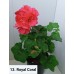 013. Пеларгония плющелистная Royal Coral