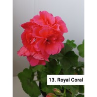 013. Пеларгония плющелистная Royal Coral