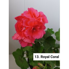 013. Пеларгония плющелистная Royal Coral