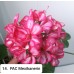 014. Пеларгония плющелистная PAC Mexikanerin 