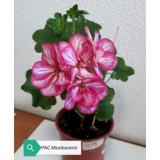 014. Пеларгония плющелистная PAC Mexikanerin 