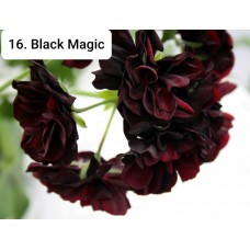 016. Пеларгония плющелистная Black Magic