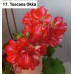 017. Пеларгония плющелистная Toscana Okka